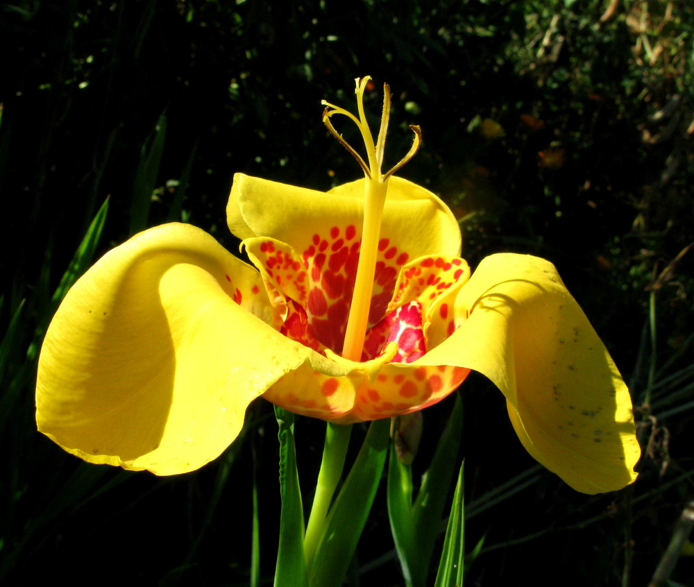 Изображение особи Tigridia pavonia.