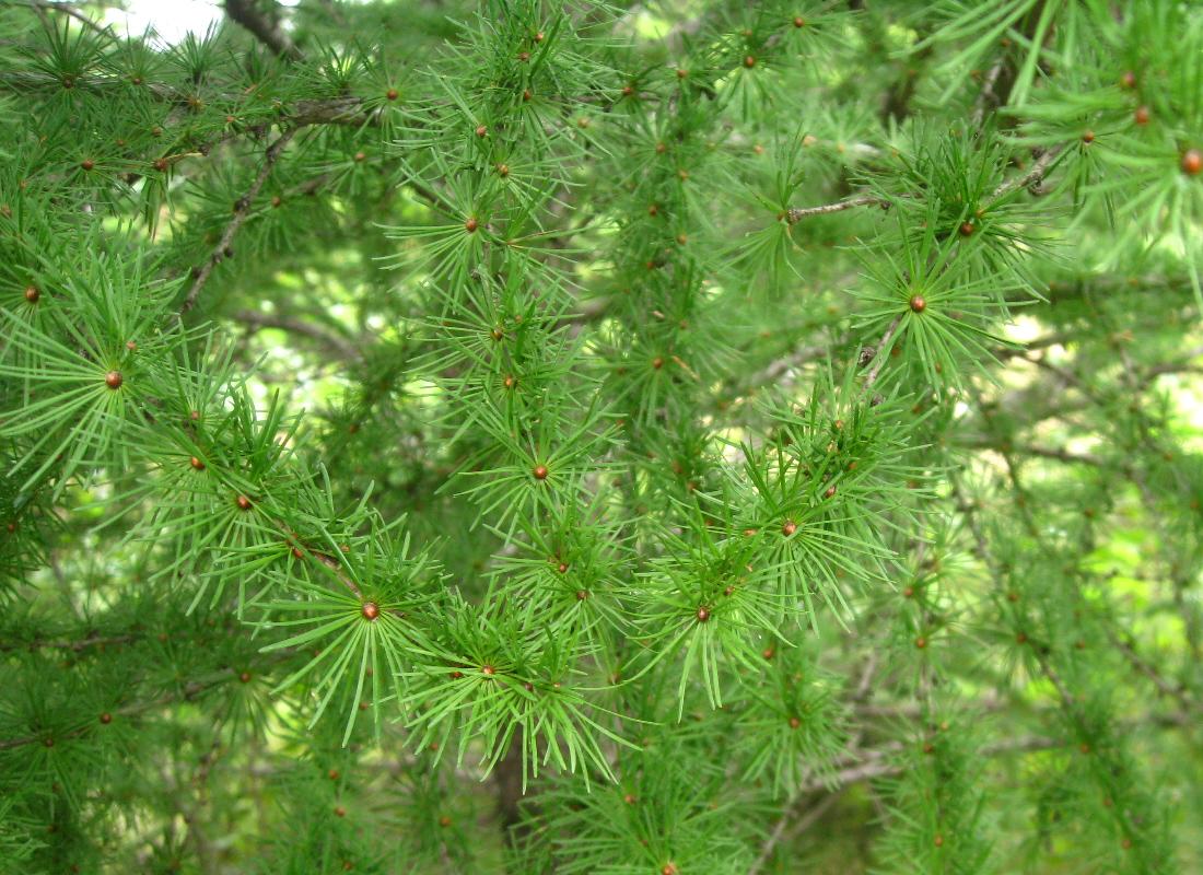 Сосновые порядок хвойные. Сосновые (порядок). Larix база. Порядок Pinales (хвойные). Larix.Manager.