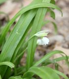 Allium paradoxum