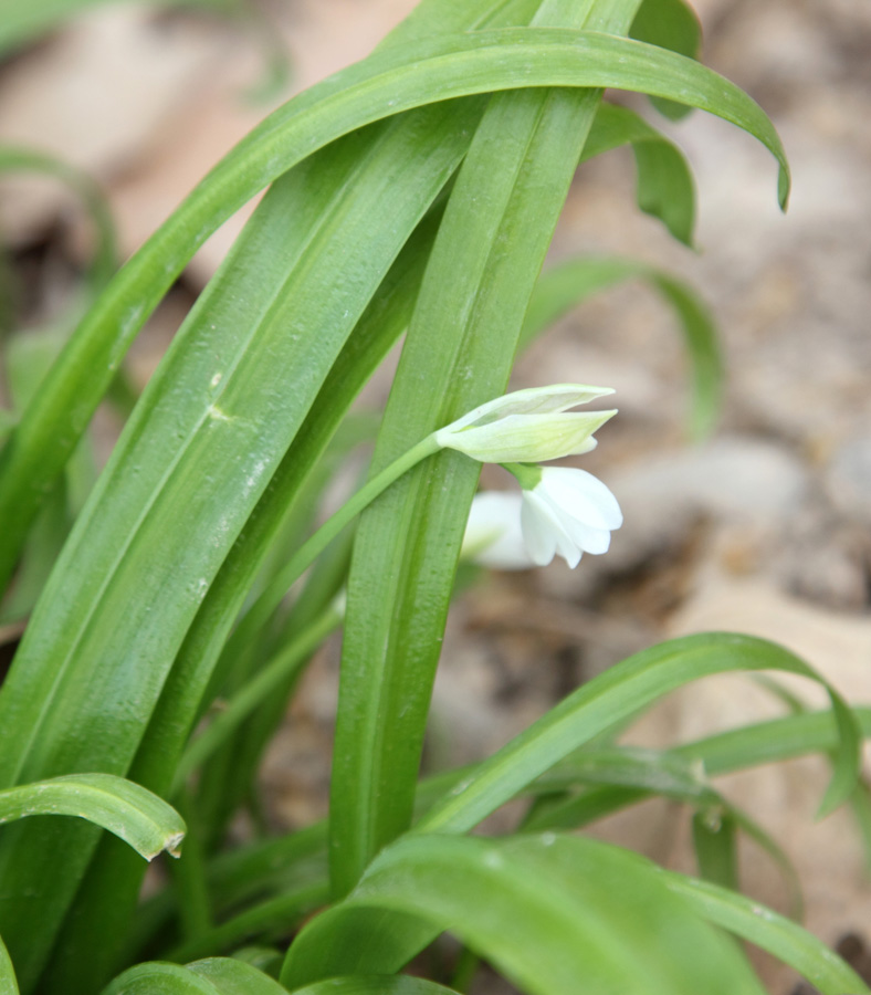 Изображение особи Allium paradoxum.