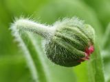 Bellis perennis
