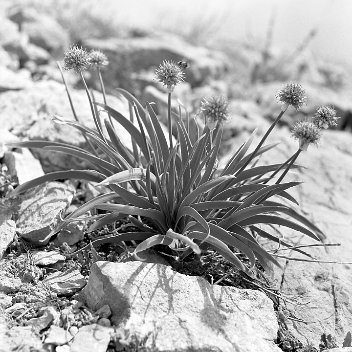 Изображение особи Allium carolinianum.