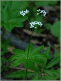 Galium odoratum. Верхушка цветущего растения. Чувашия, окр. г. Шумерля, берег р. Сура, устье р. Шумерлинка. 23 мая 2012 г.