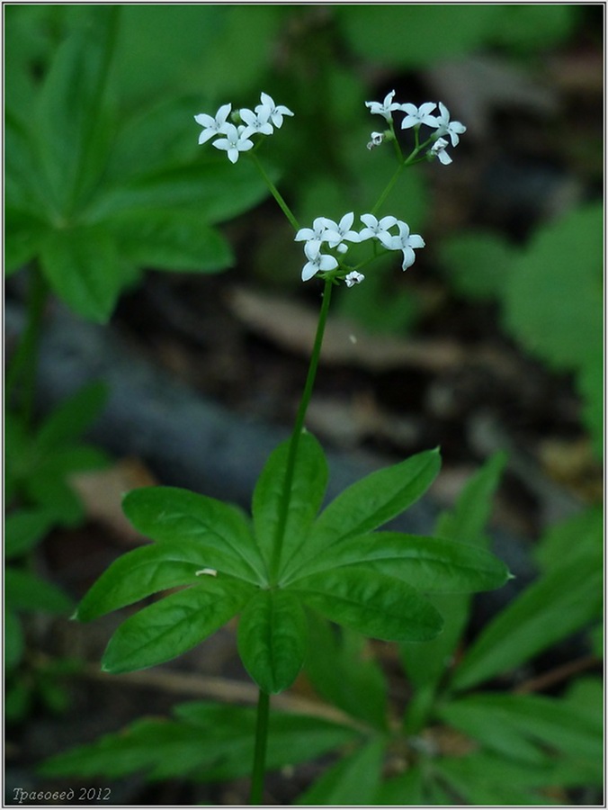 Image of Galium odoratum specimen.