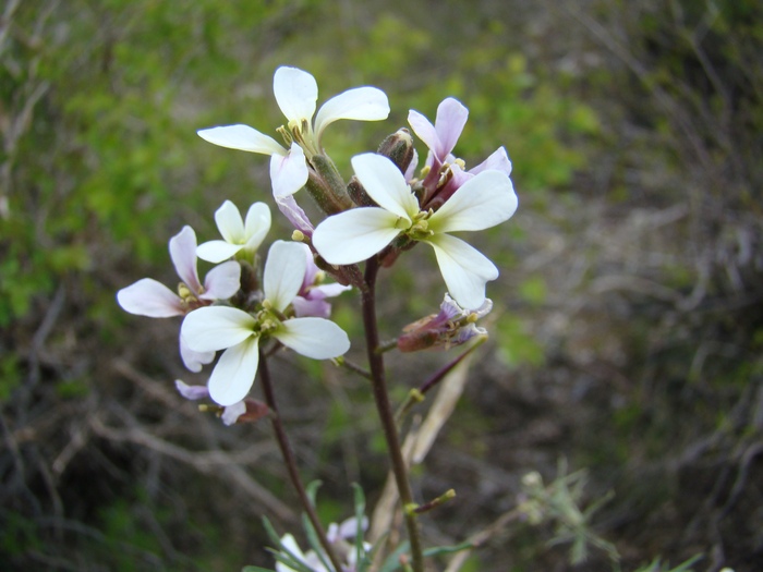 Изображение особи Parrya albida.