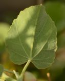 Abutilon fruticosum