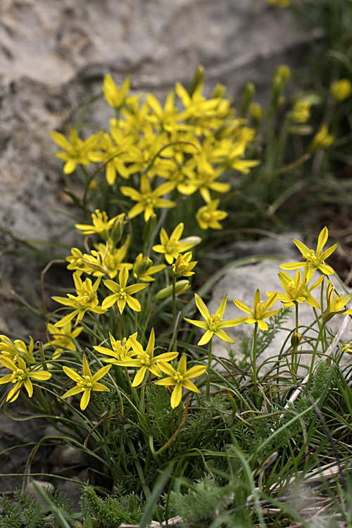Image of genus Gagea specimen.