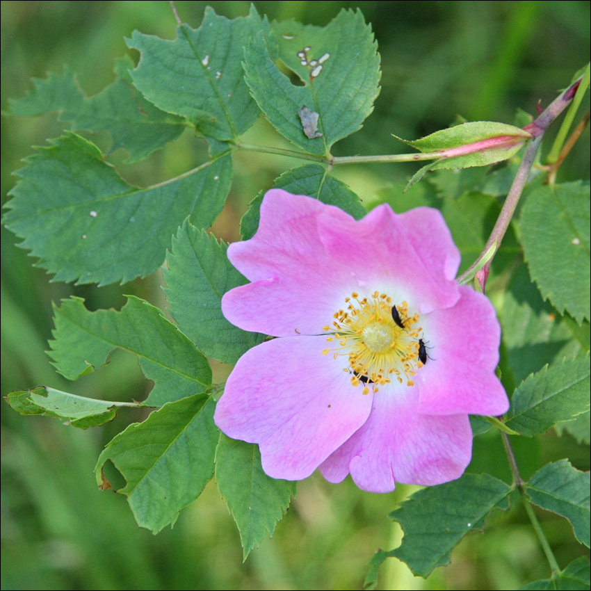Изображение особи Rosa canina.