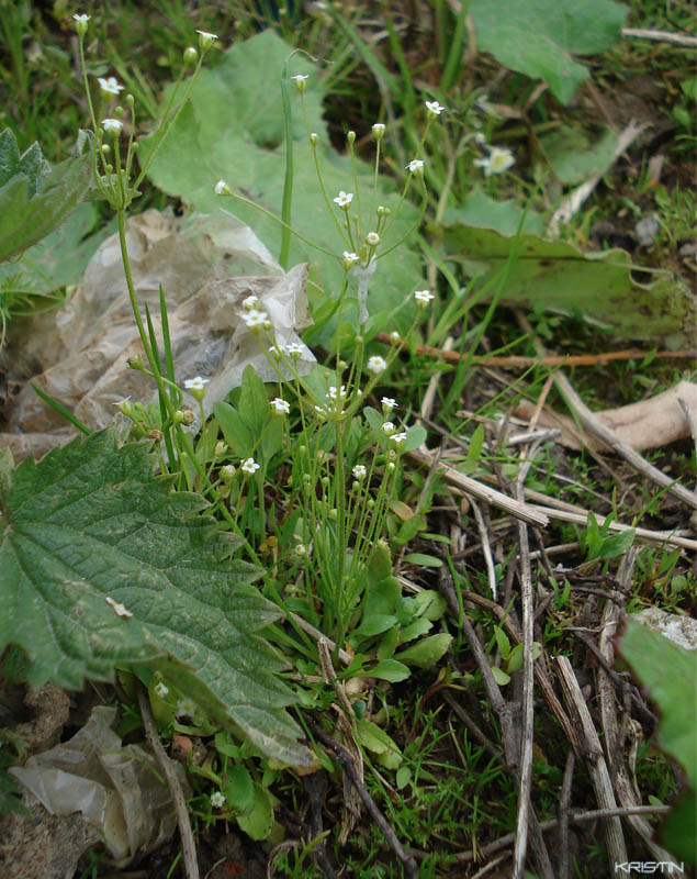 Изображение особи Androsace filiformis.