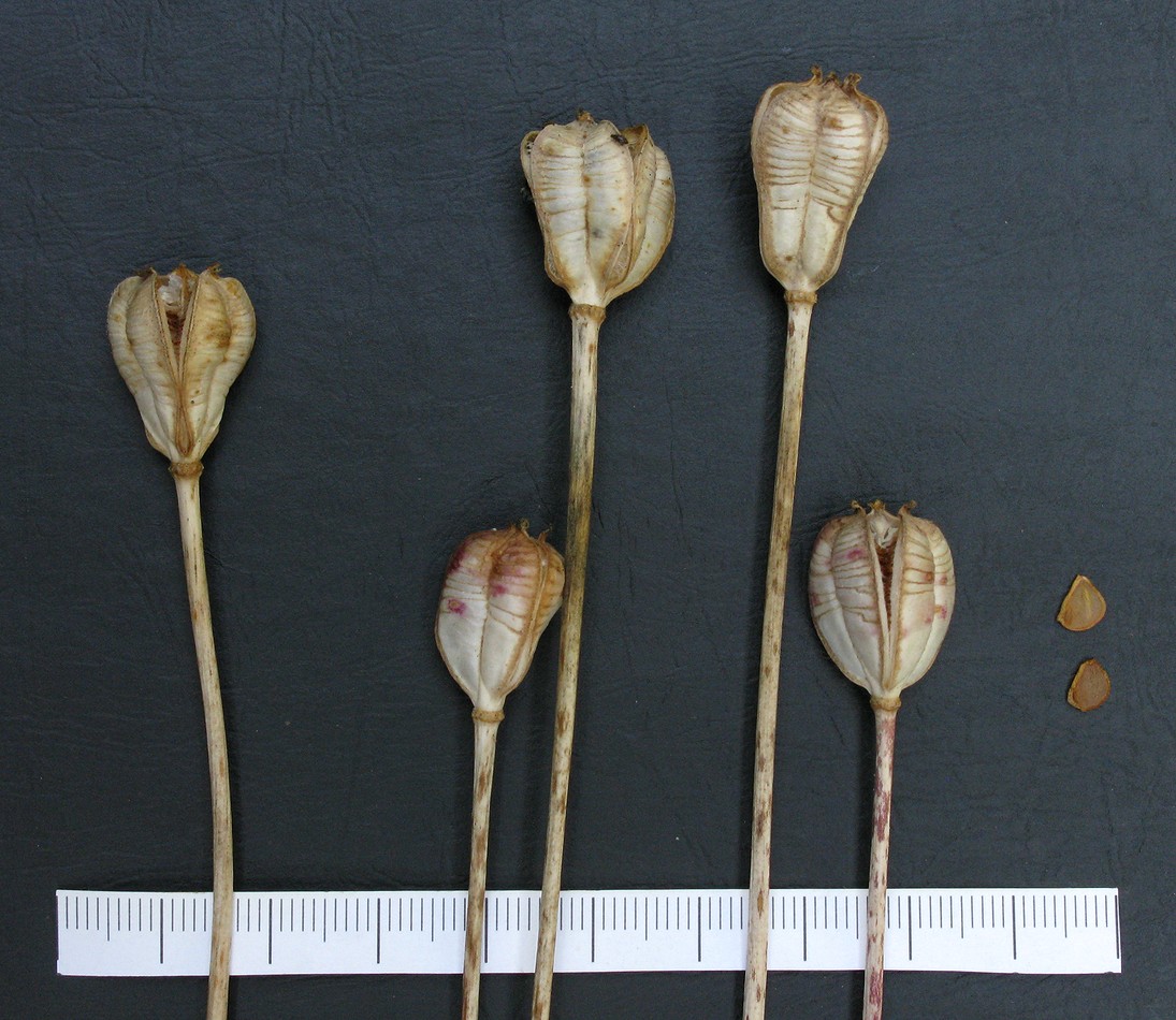 Image of Tulipa ophiophylla ssp. bestashica specimen.