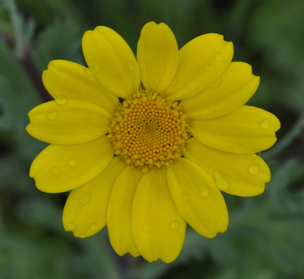 Image of Glebionis segetum specimen.