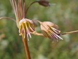 Allium paczoskianum