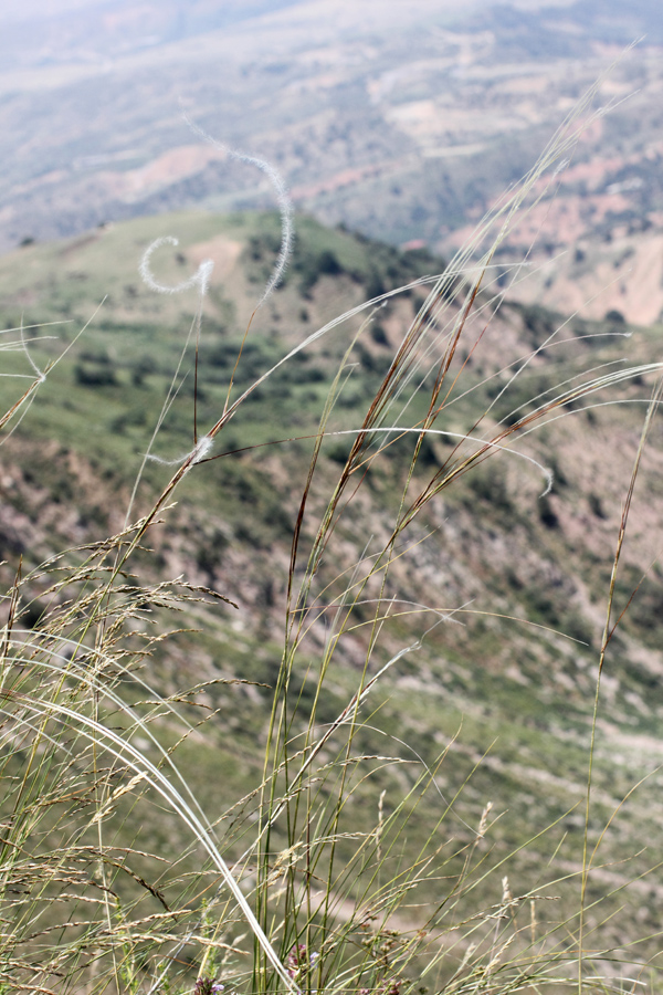 Image of Stipa kirghisorum specimen.