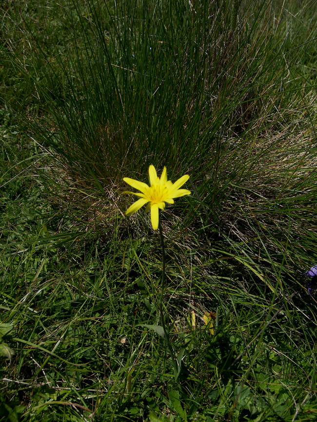 Изображение особи Tragopogon reticulatus.