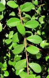 Azara microphylla