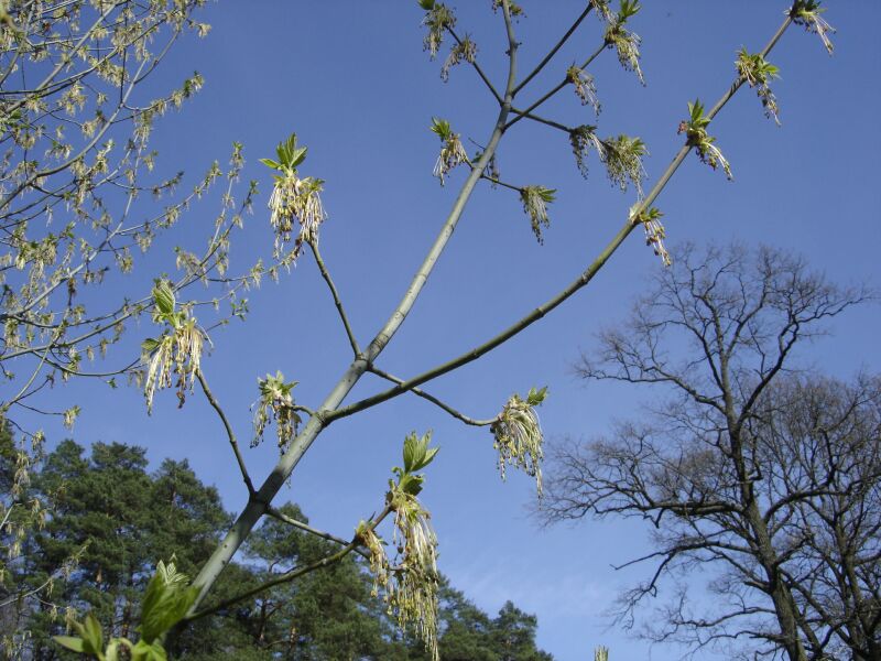 Image of Acer negundo specimen.