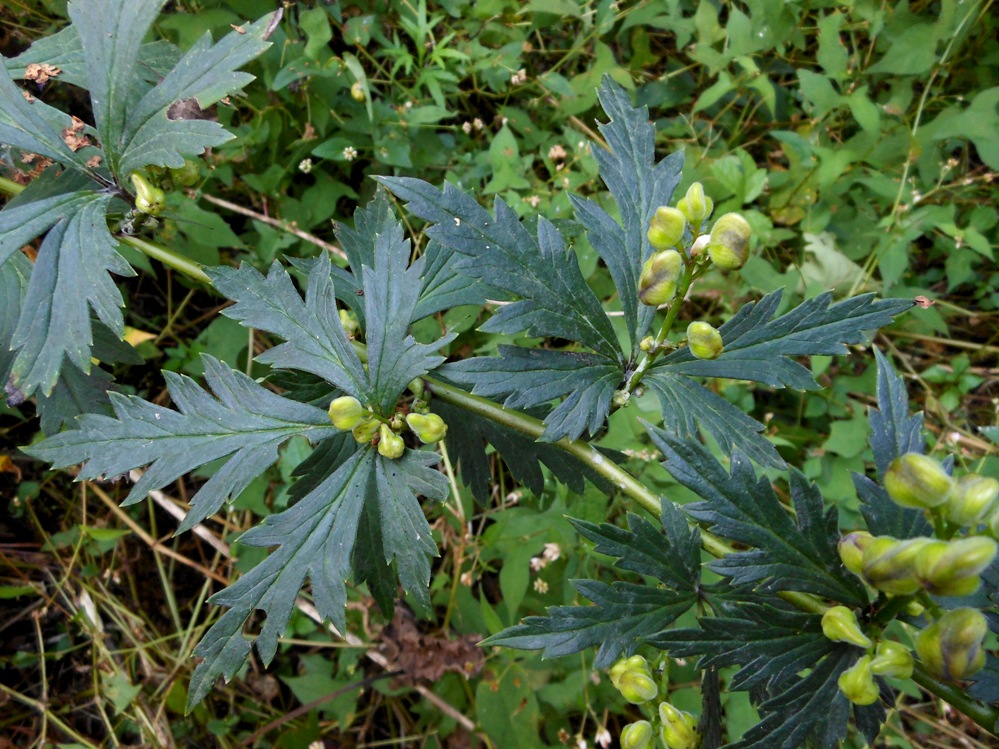 Image of Aconitum taigicola specimen.