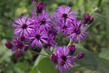 Vernonia gigantea