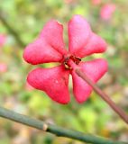 Euonymus europaeus