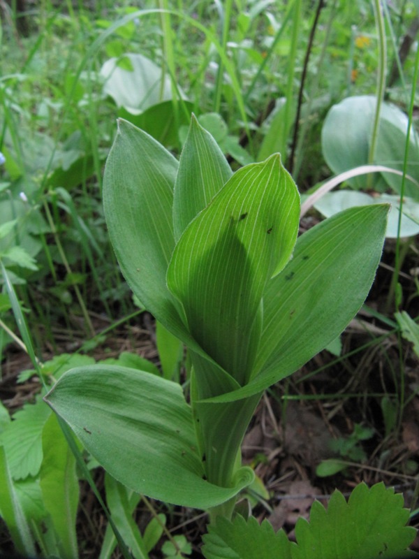 Изображение особи Veratrum lobelianum.