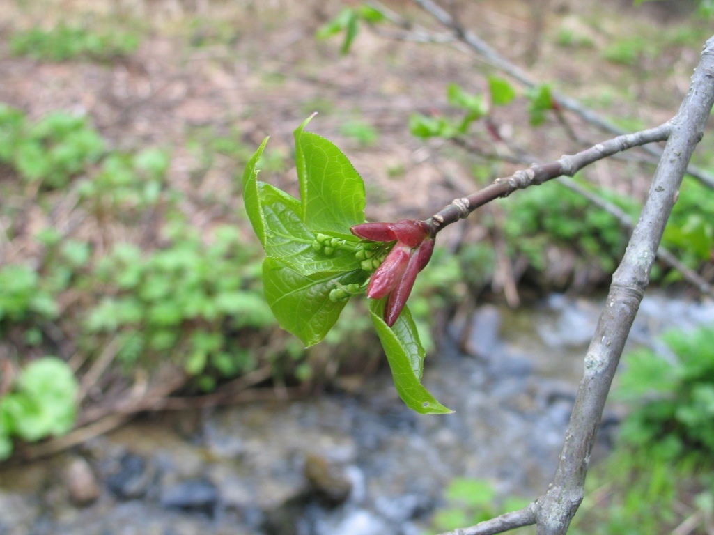 Изображение особи Euonymus macropterus.