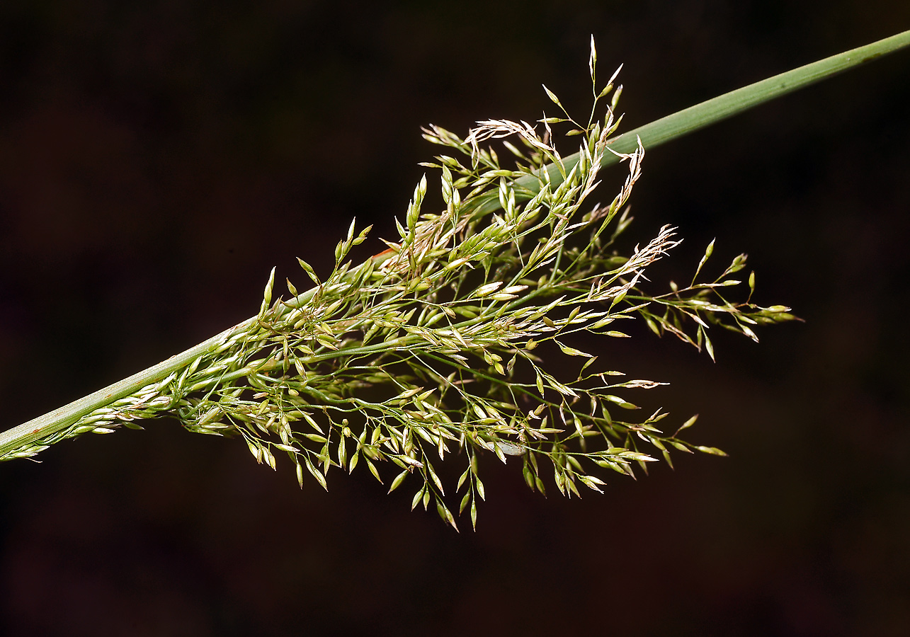 Изображение особи род Agrostis.