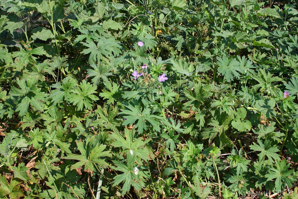 Image of Geranium collinum specimen.