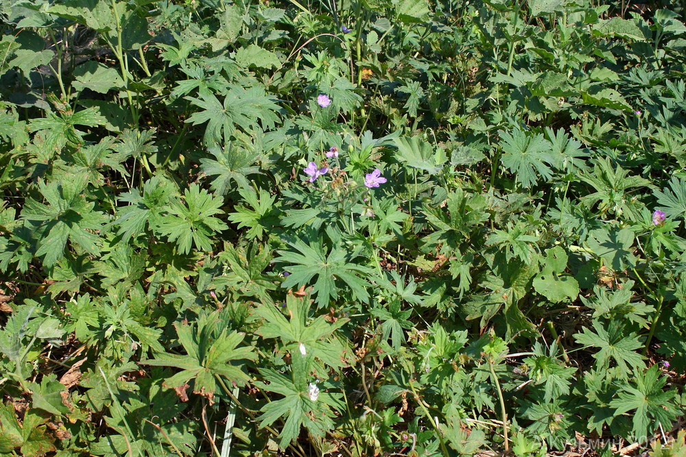 Изображение особи Geranium collinum.