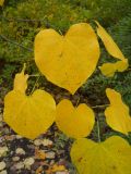 Cercis canadensis