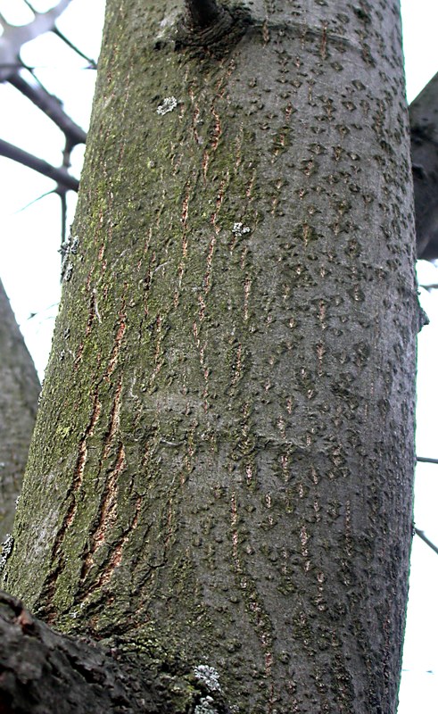 Image of Tilia cordata specimen.