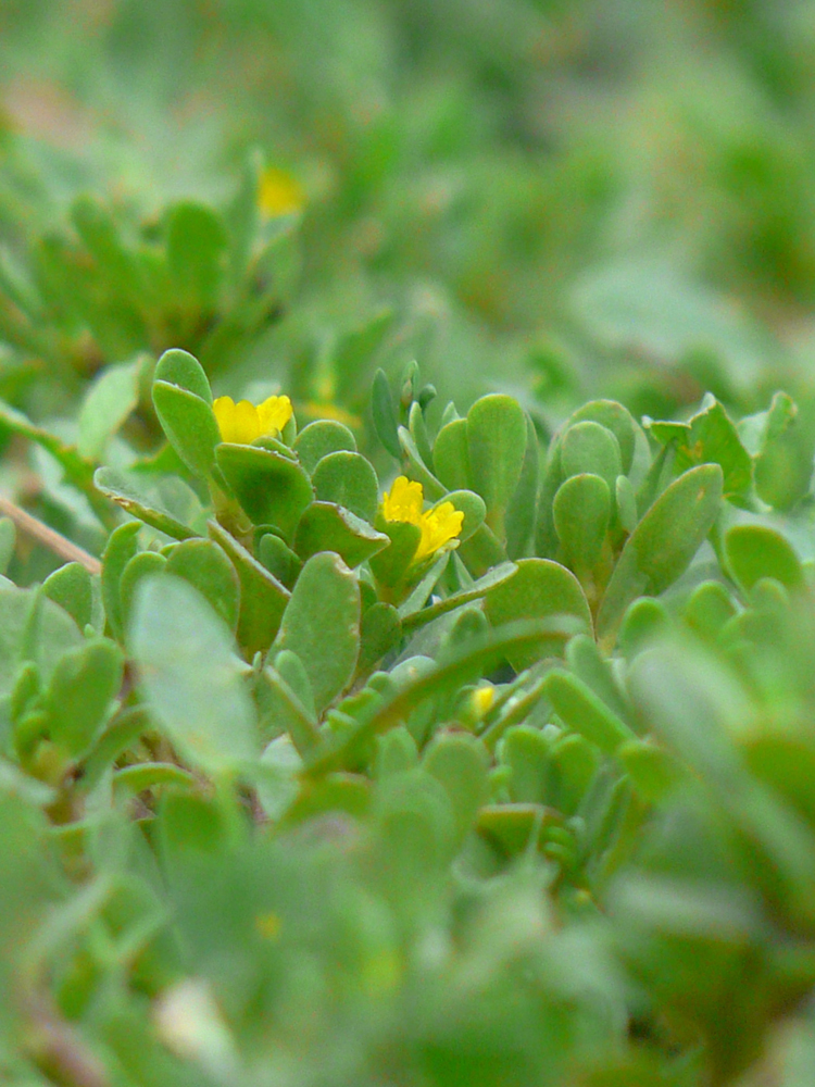 Изображение особи Portulaca oleracea.