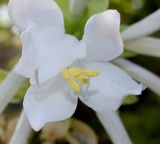 Hosta plantaginea