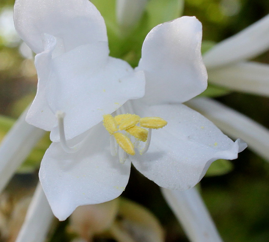 Изображение особи Hosta plantaginea.