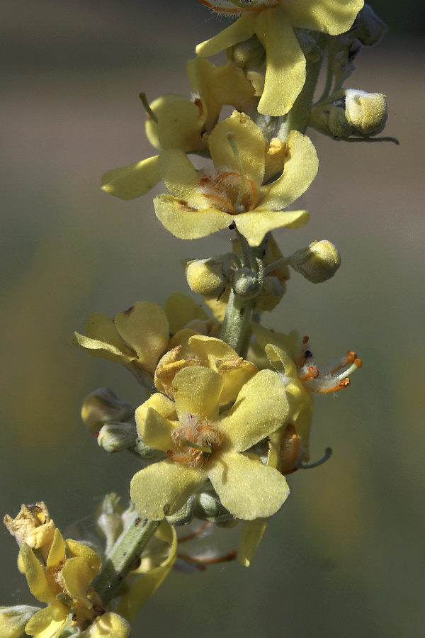 Изображение особи Verbascum lychnitis.