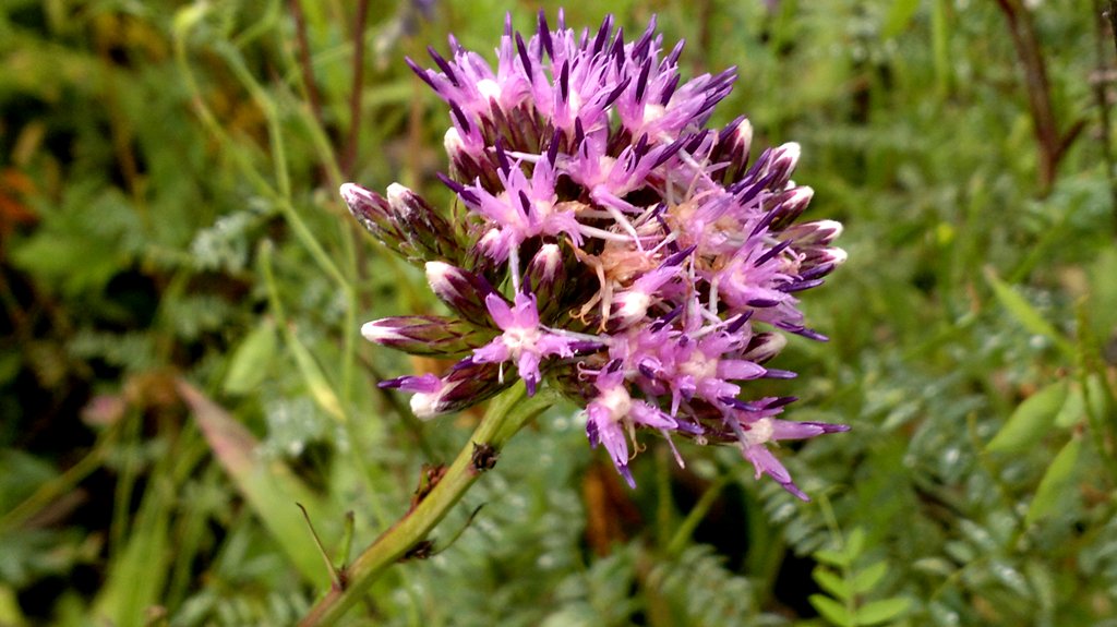 Image of Saussurea amurensis specimen.