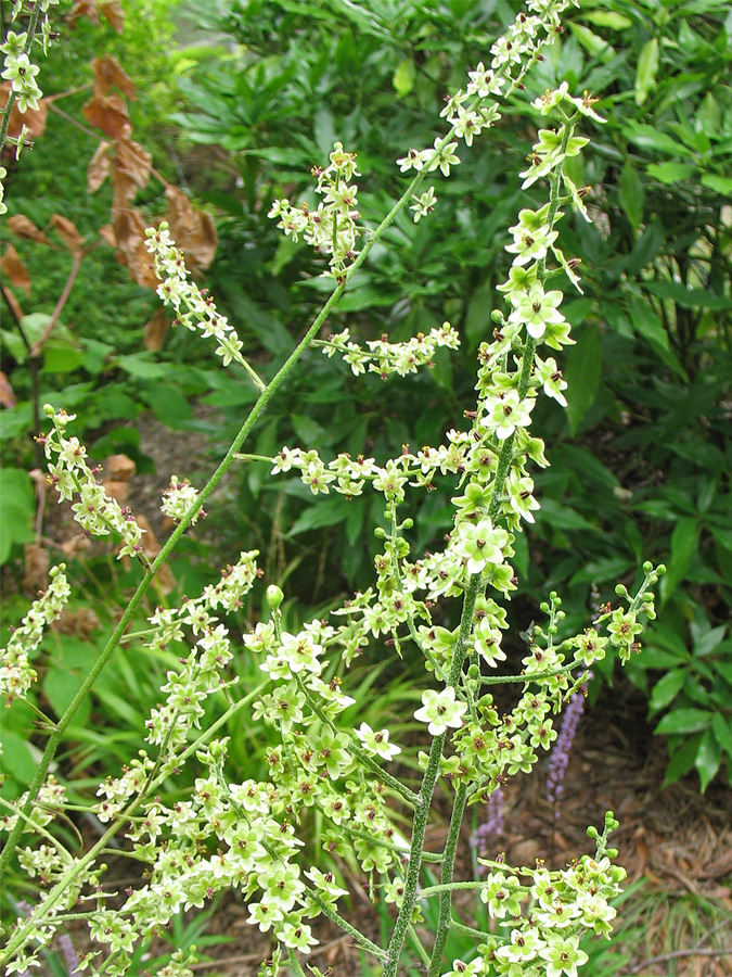 Изображение особи Veratrum maackii.