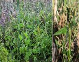 Atriplex prostrata