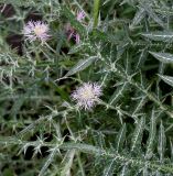 Galactites tomentosus