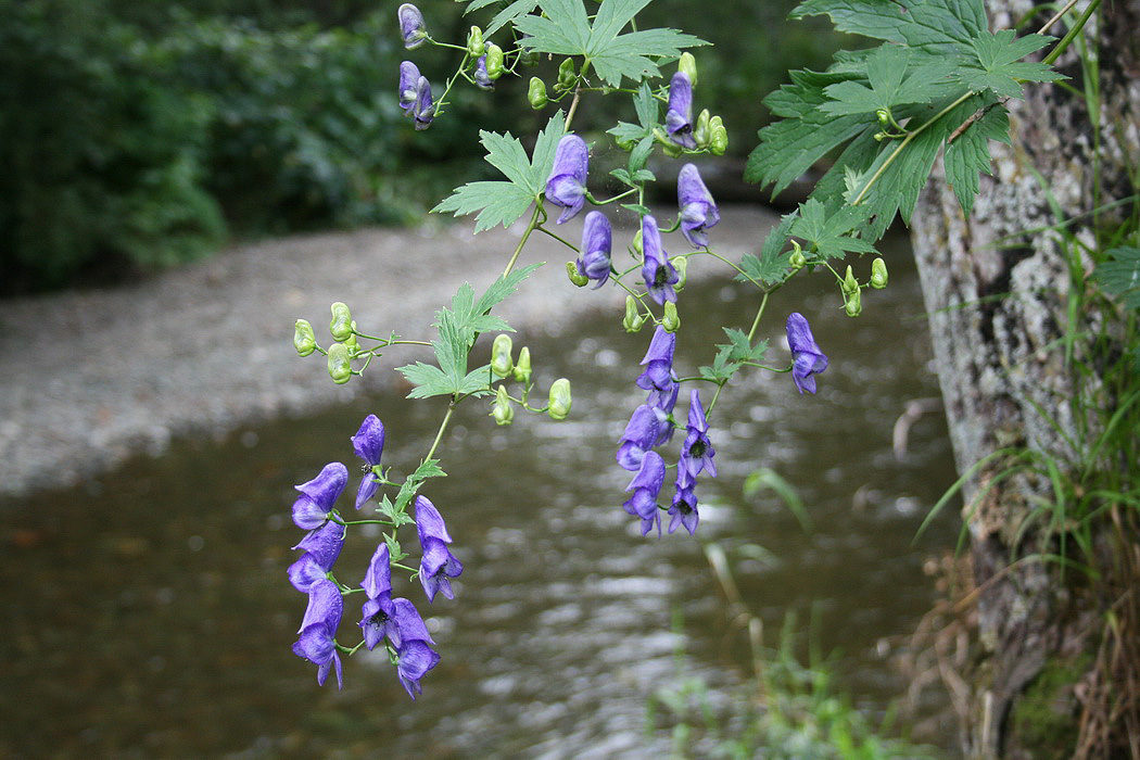 Изображение особи род Aconitum.