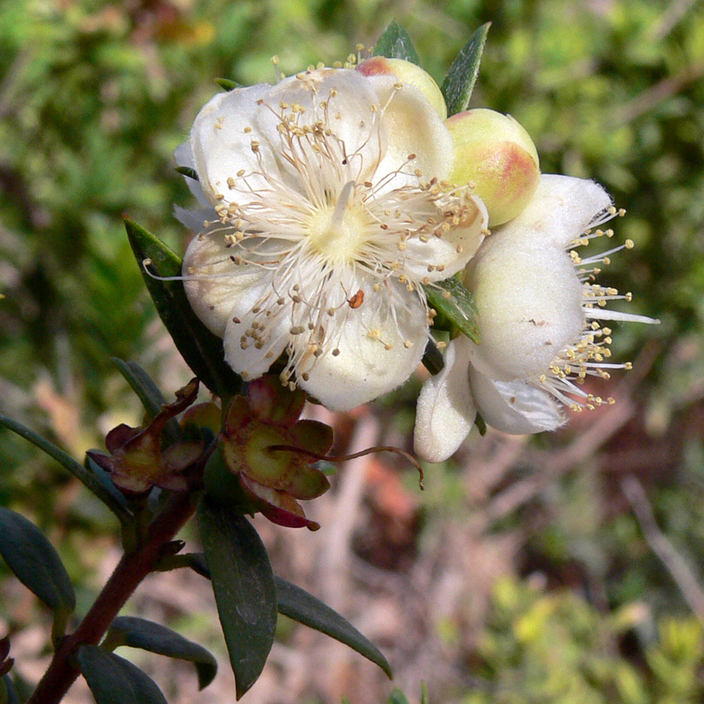 Изображение особи Myrtus communis.