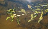Potamogeton &times; decipiens