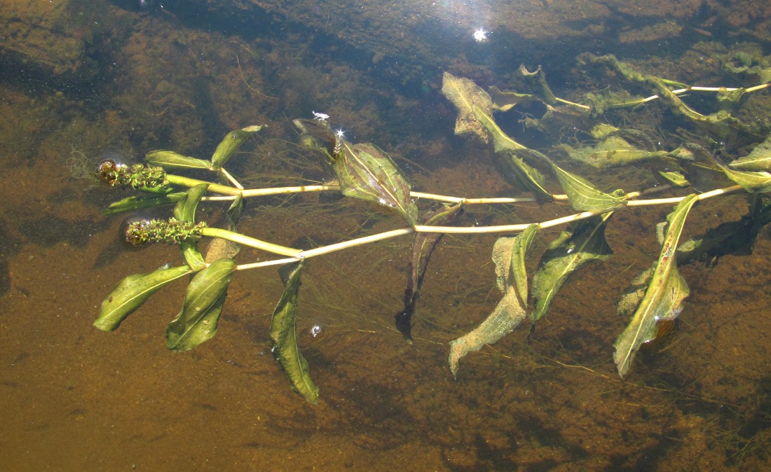 Изображение особи Potamogeton × decipiens.