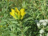 Chamaecytisus austriacus. Верхушка растения с соцветием. Украина, г. Запорожье, пос. Солнечный, балка. 10.07.2009.