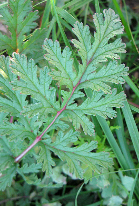 Image of genus Erodium specimen.