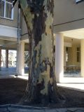 род Platanus