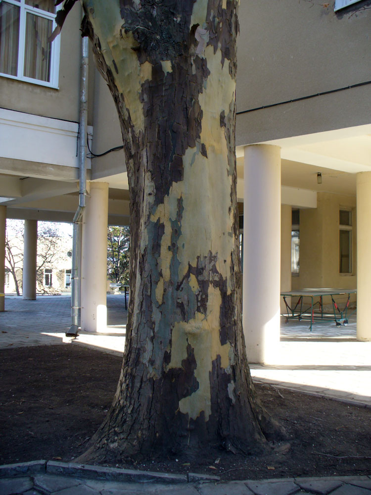 Image of genus Platanus specimen.