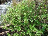 Ribes procumbens