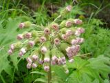 Petasites tatewakianus