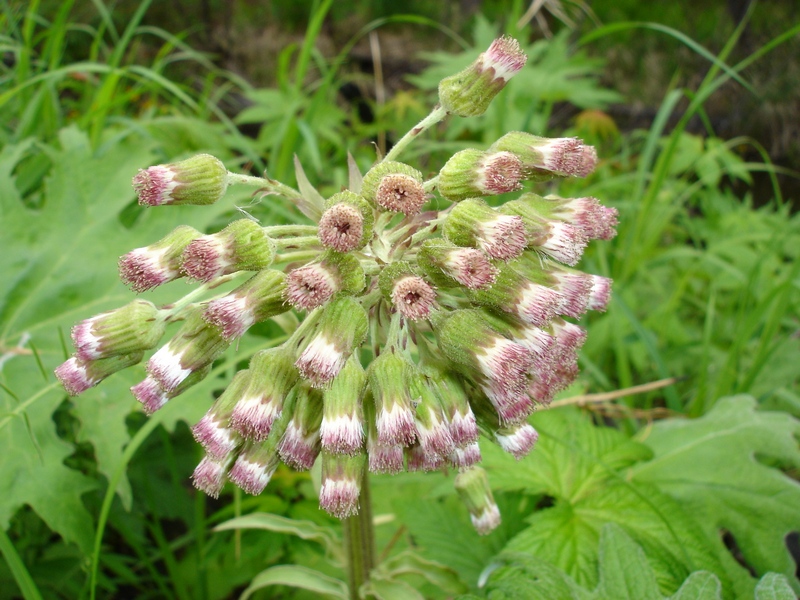 Image of Petasites tatewakianus specimen.