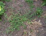 genus Digitaria
